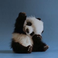 WACC 2016 Bye Panda Pals!
